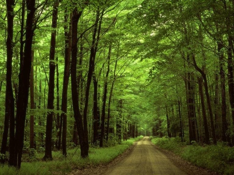 Foresta di Mercadante