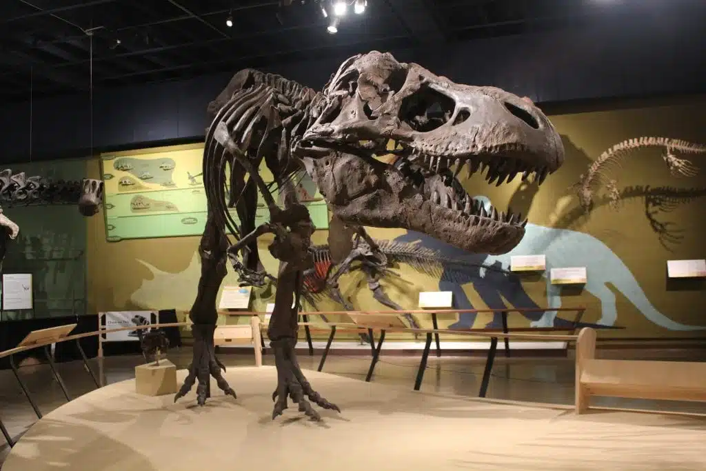 National Museum Cardiff 3 zoology