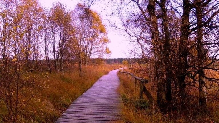 The Hohes Venn, Eifel Nature Park