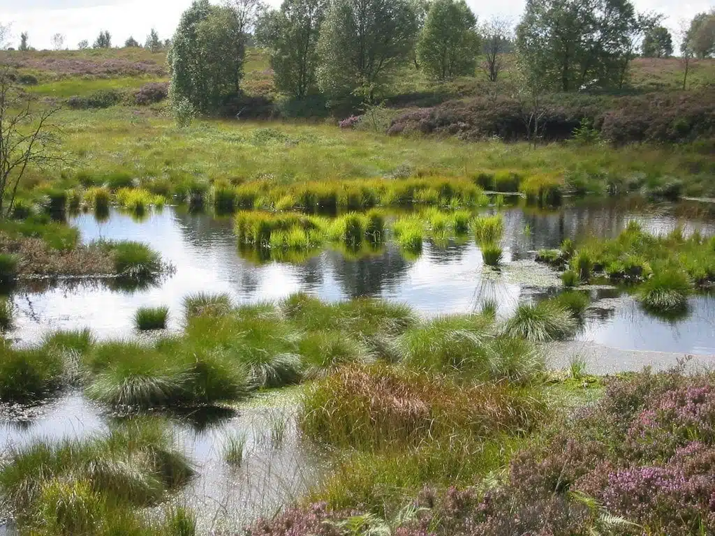 The Hohes Venn – Eifel Nature Park