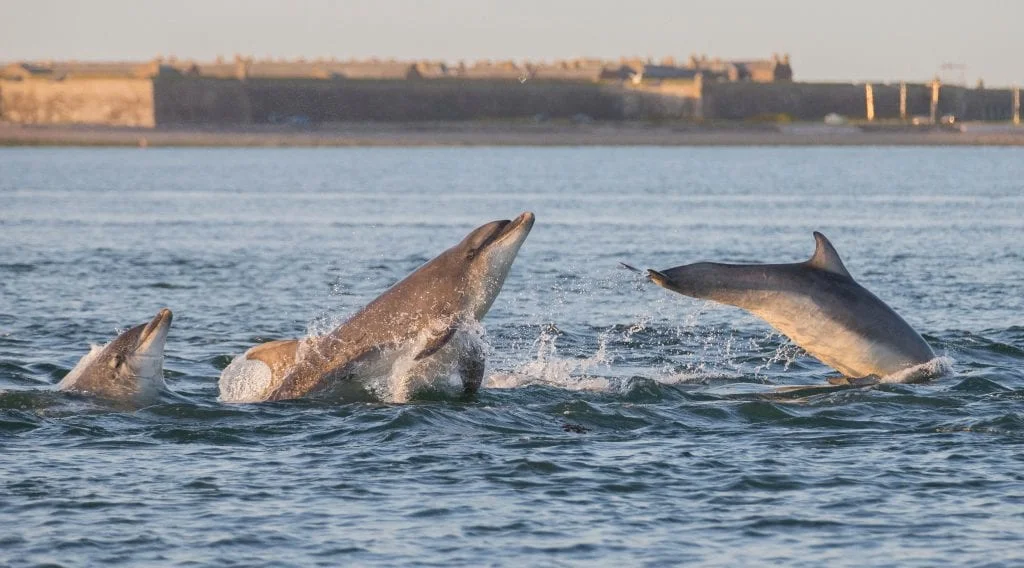 Chanonry Point