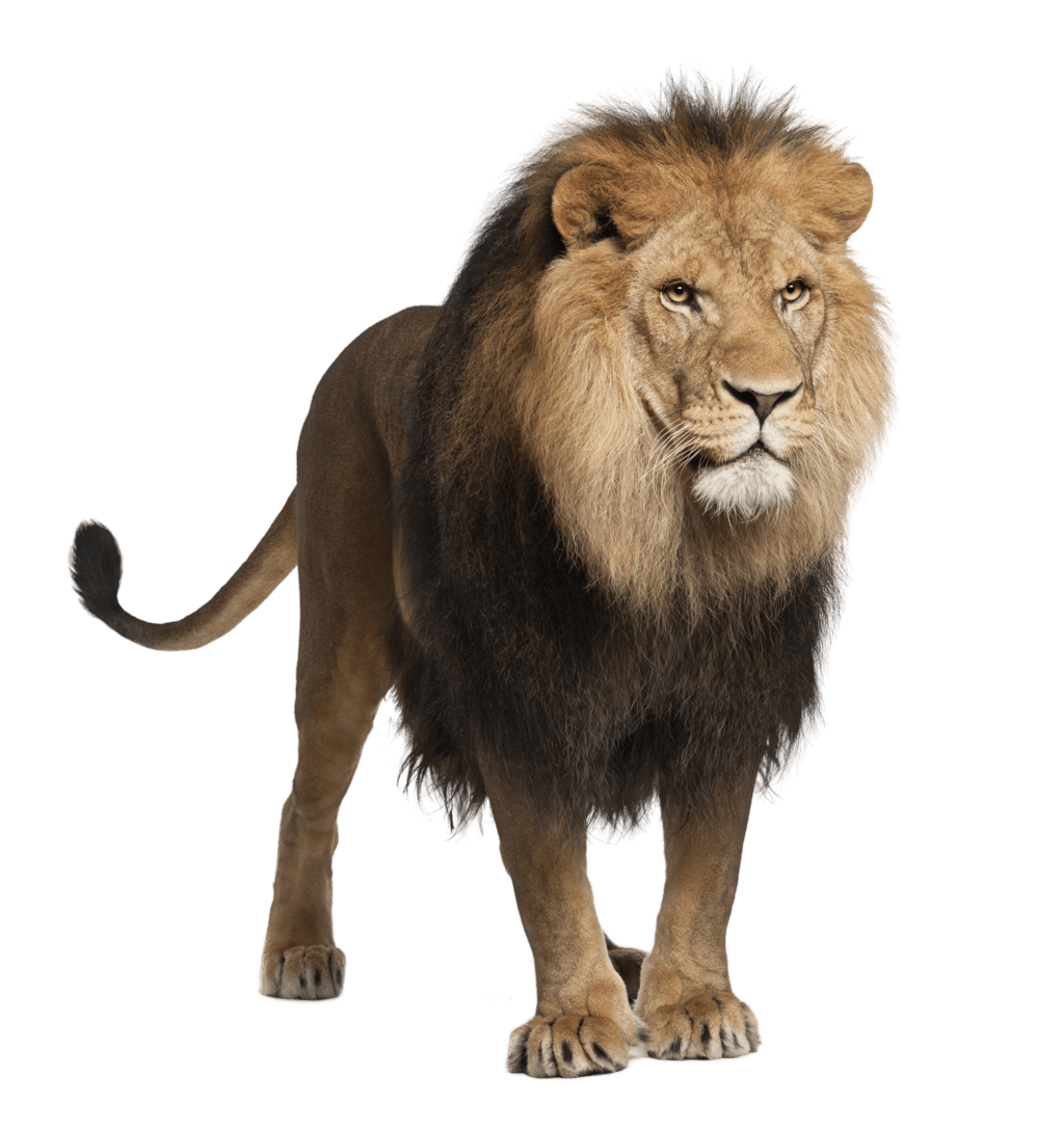 Englands National Animal Barbary Lion
