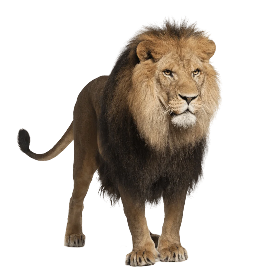 National Symbols of England 6 Englands National Animal Barbary Lion
