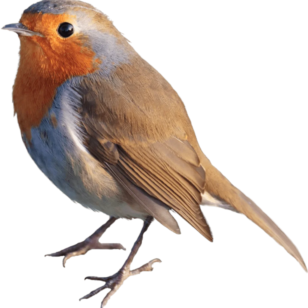 european robin National Symbols of England