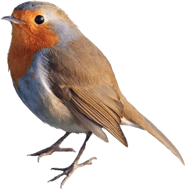 National Symbols of England 8 european robin National Symbols of England