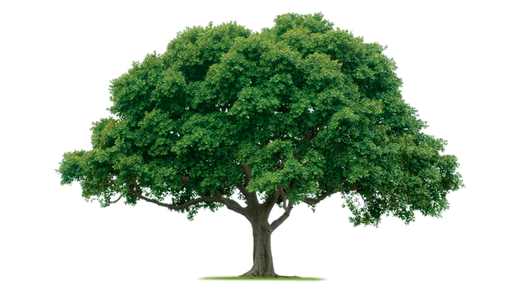 Royal Oak Tree England