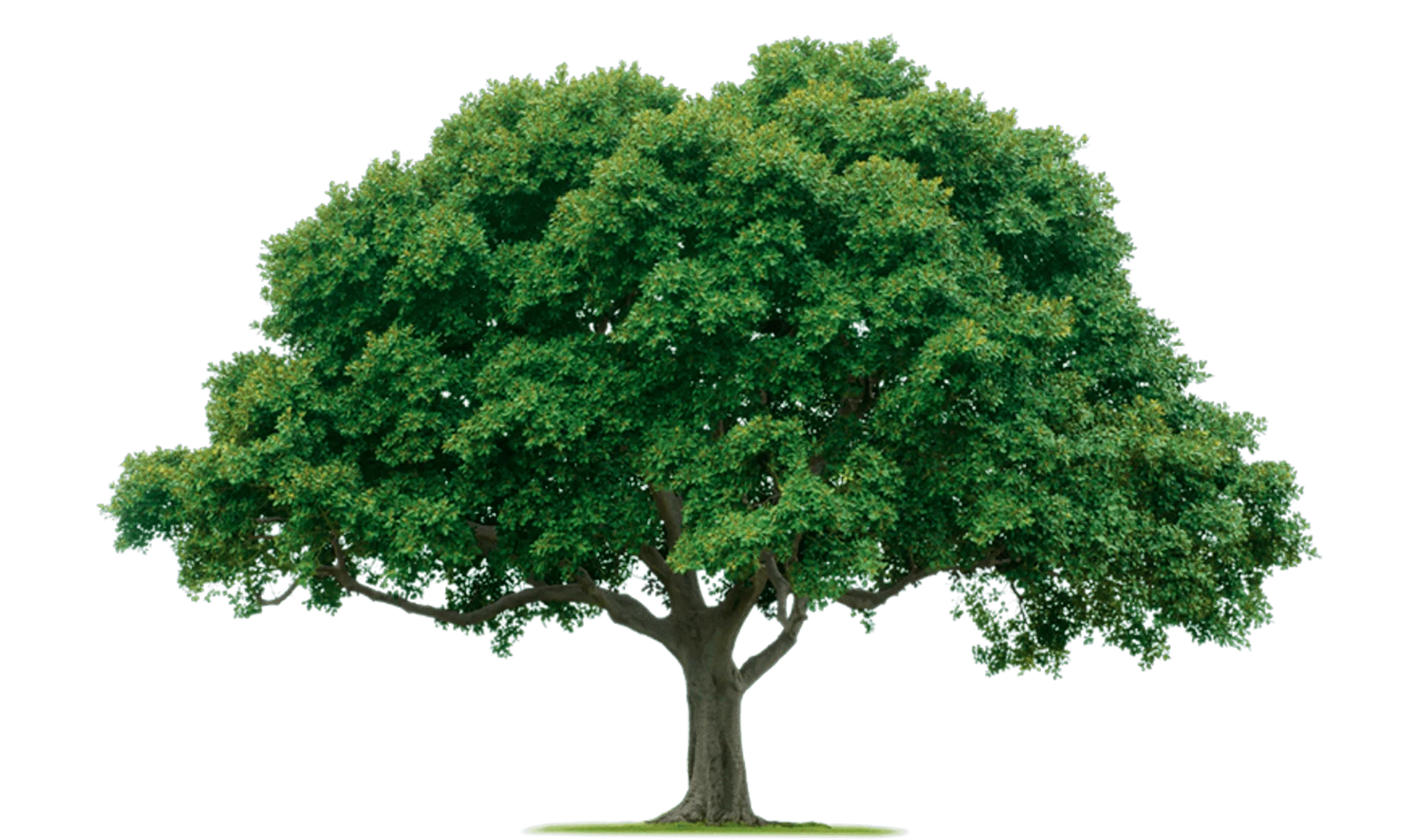 Royal Oak Tree England