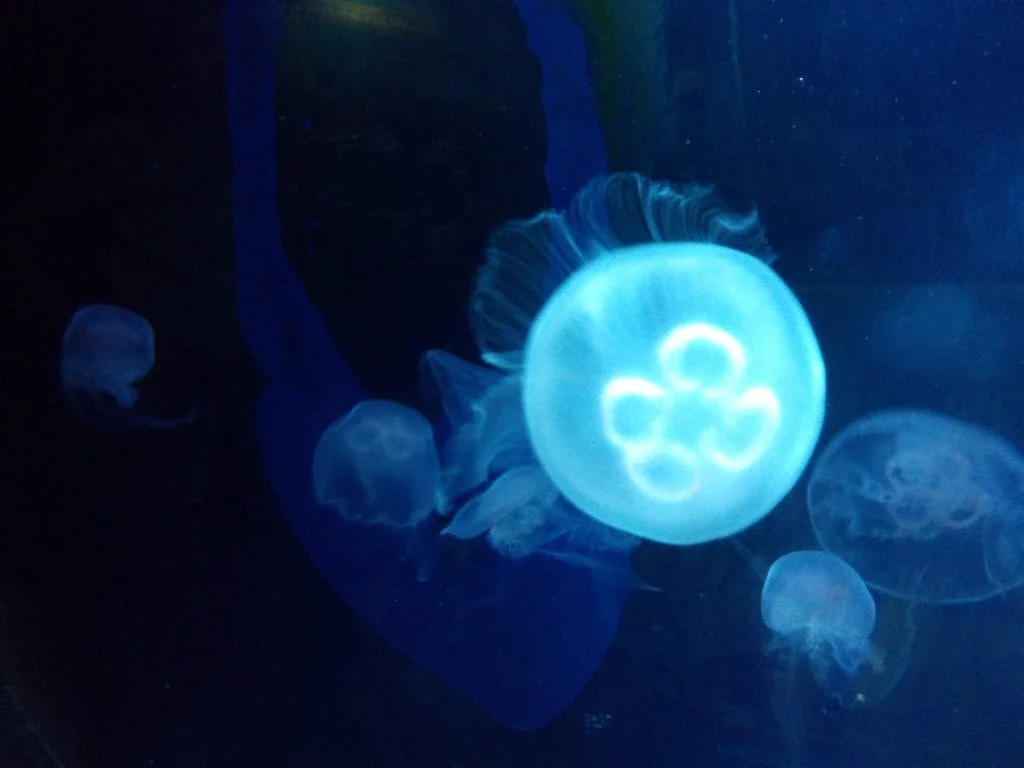 Sea Life Benalmadena