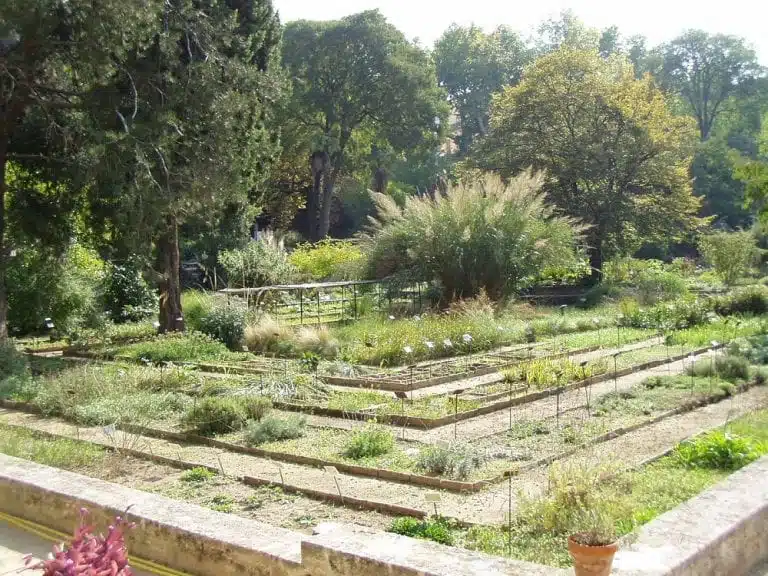 GARDEN PLANTS MONTPELLIER
