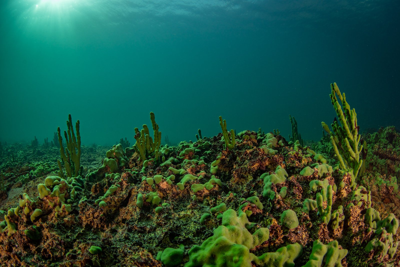 Lake Baikal Underwater