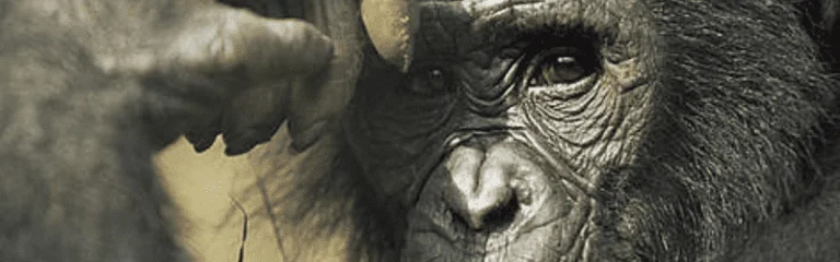 10 Most Endangered Species in 2020 10 bonobo pan paniscus 1 Endangered species