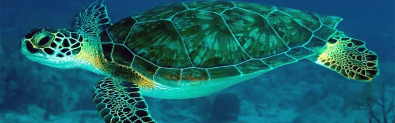 10 Most Endangered Species in 2020 9 Green Turtle (Chelonia mydas)