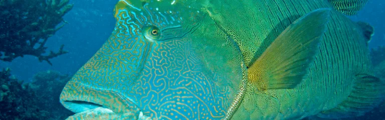 10 Most Endangered Species in 2020 8 Humphead Wrasse (Cheilinus undulatus)