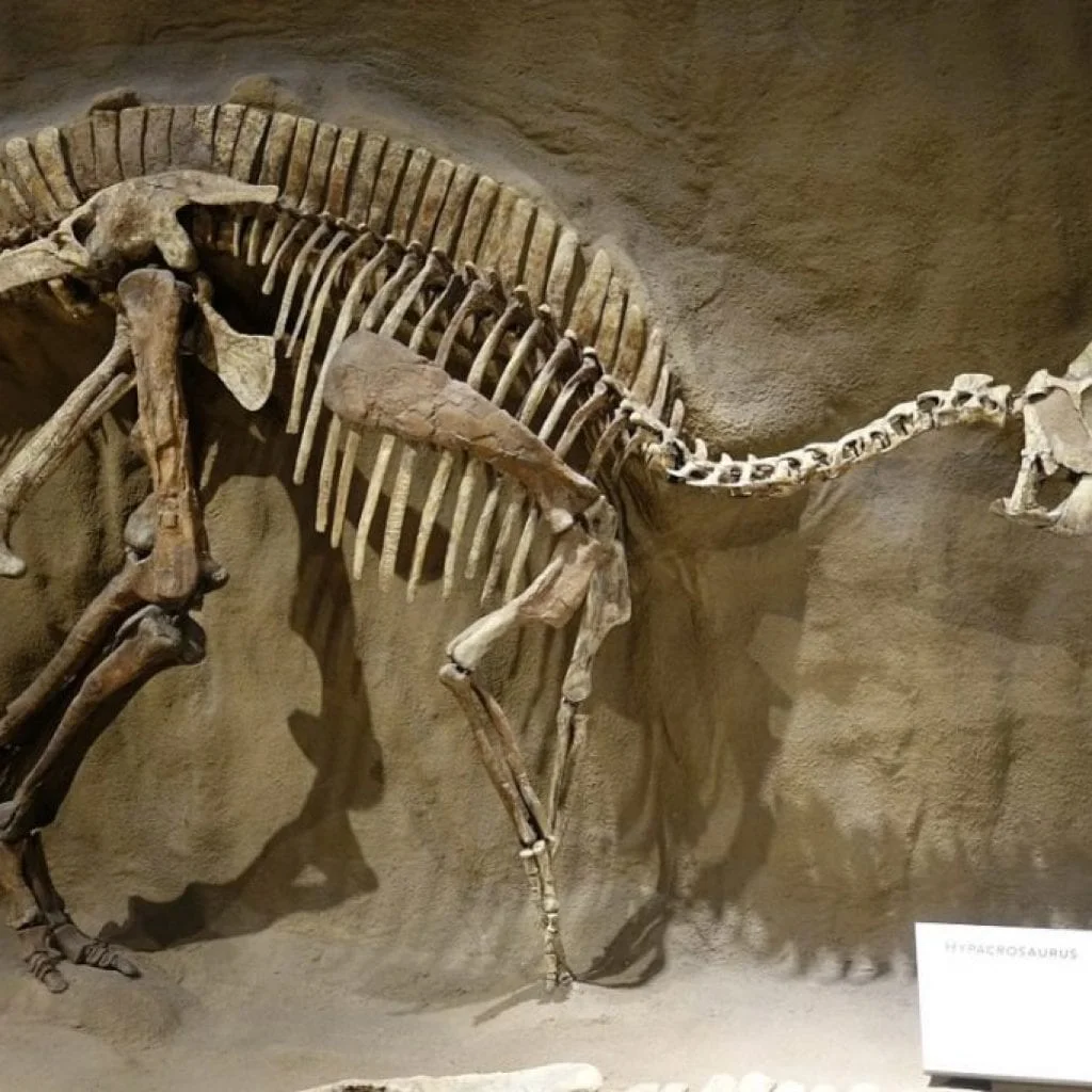 Interesting Dinosaur Facts