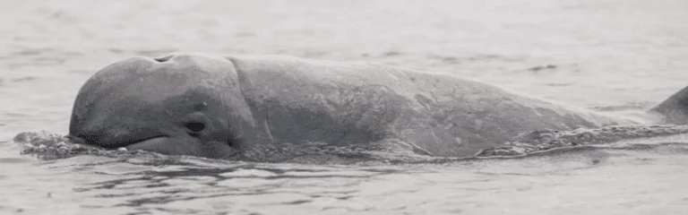 10 Most Endangered Species in 2020 7 Irrawaddy Dolphin (Orcaella brevirostris)