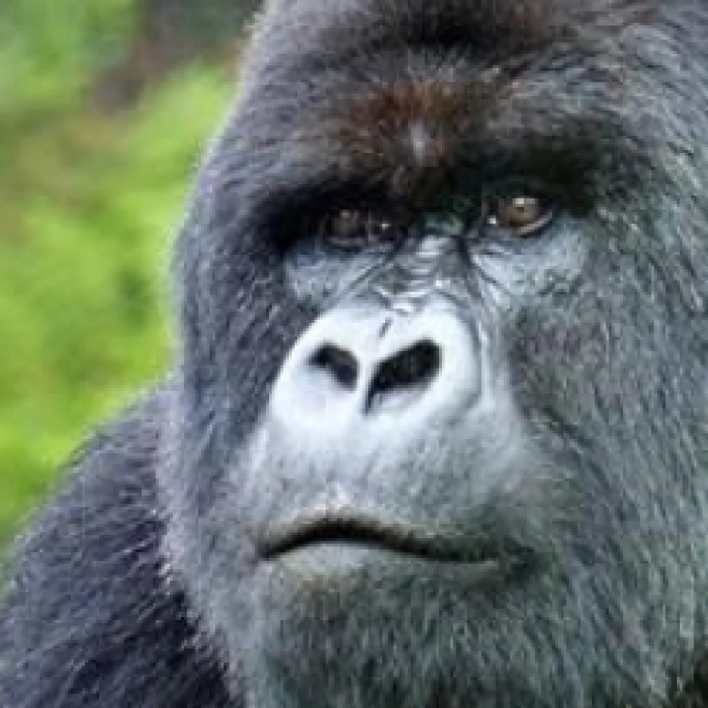 Mountain Gorilla (Gorilla beringei beringei)