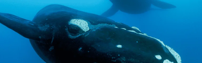 10 Most Endangered Species in 2020 2 north atlantic right whale eubalaena glacialis Endangered species