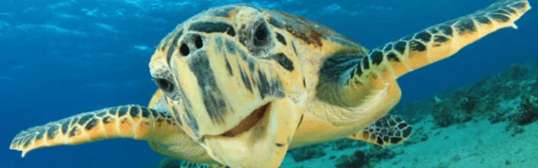 Sea Turtle (Cheloniidae & Dermochelyidae families)