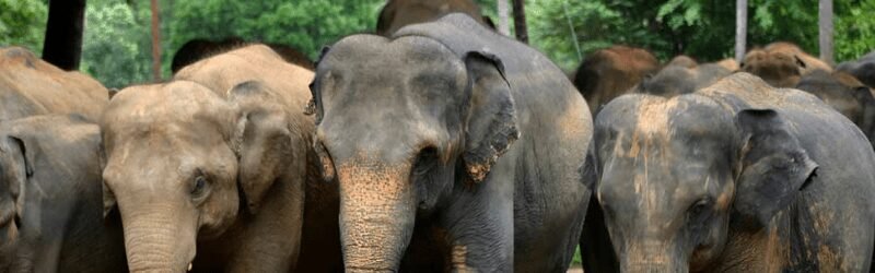 Sri Lankan Elephant (Elephas maximus Maximus)