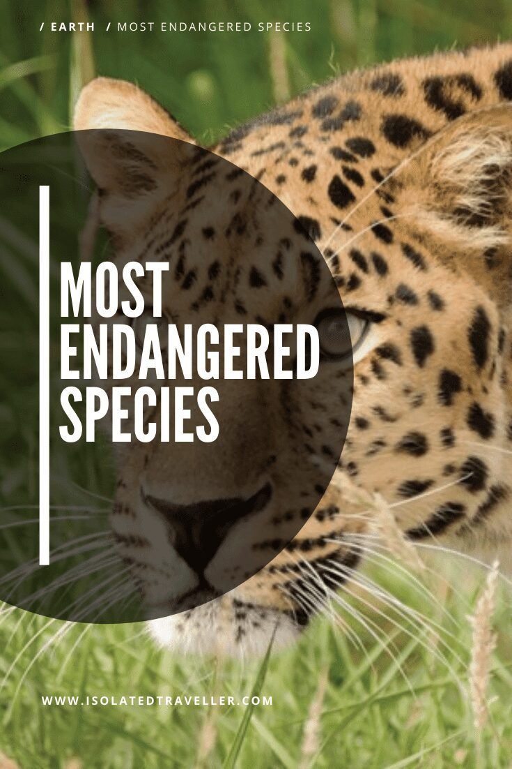 Most Endangered Species