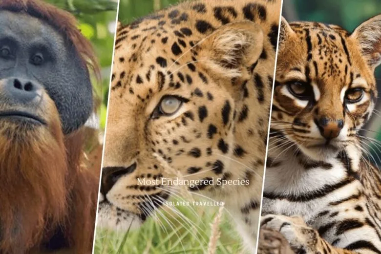 Most Endangered Species