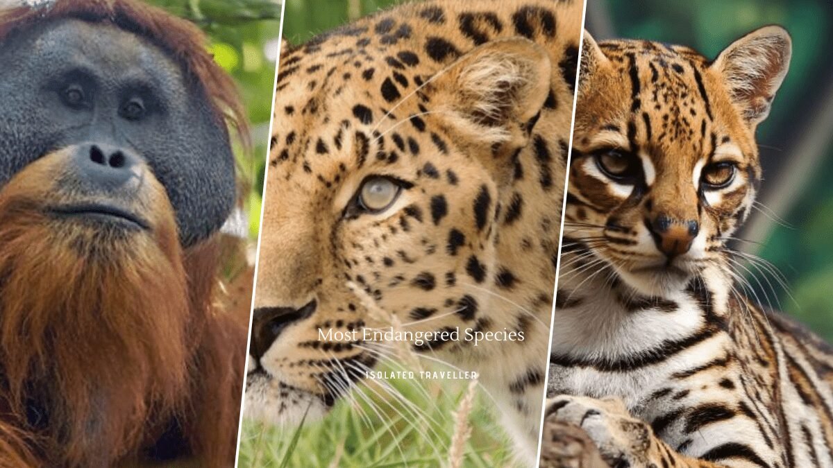 10 Most Endangered Species in 2020