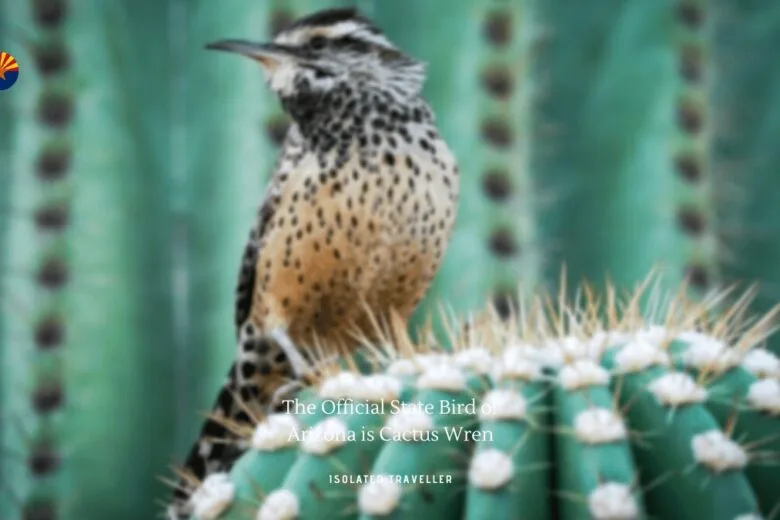 The Official State Bird of Arizona is Cactus Wren