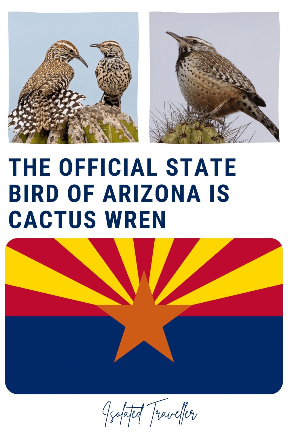 The Official State Bird of Arizona is Cactus Wren