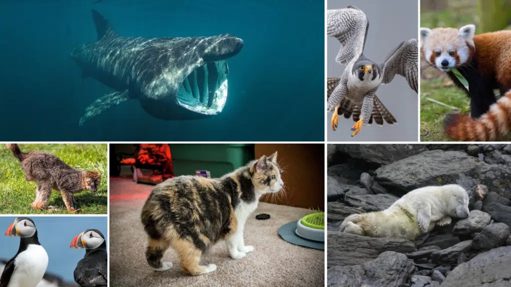 List of Wildlife in Isle of Man