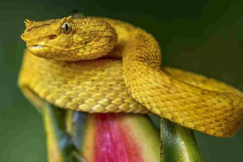 Which island has the most snakes?