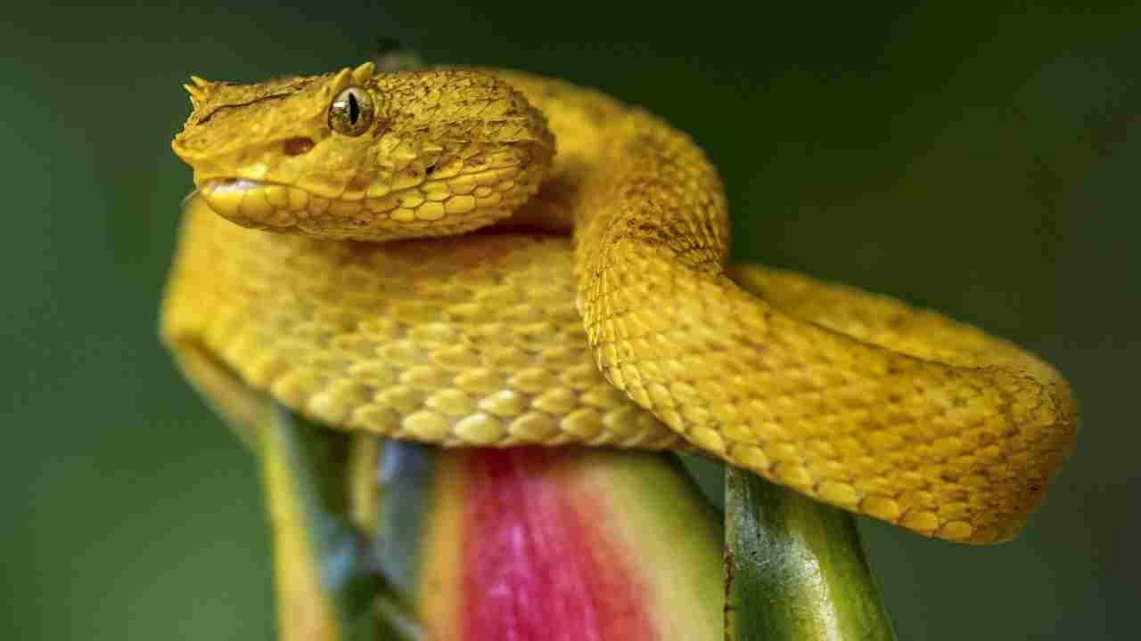 Which island has the most snakes?
