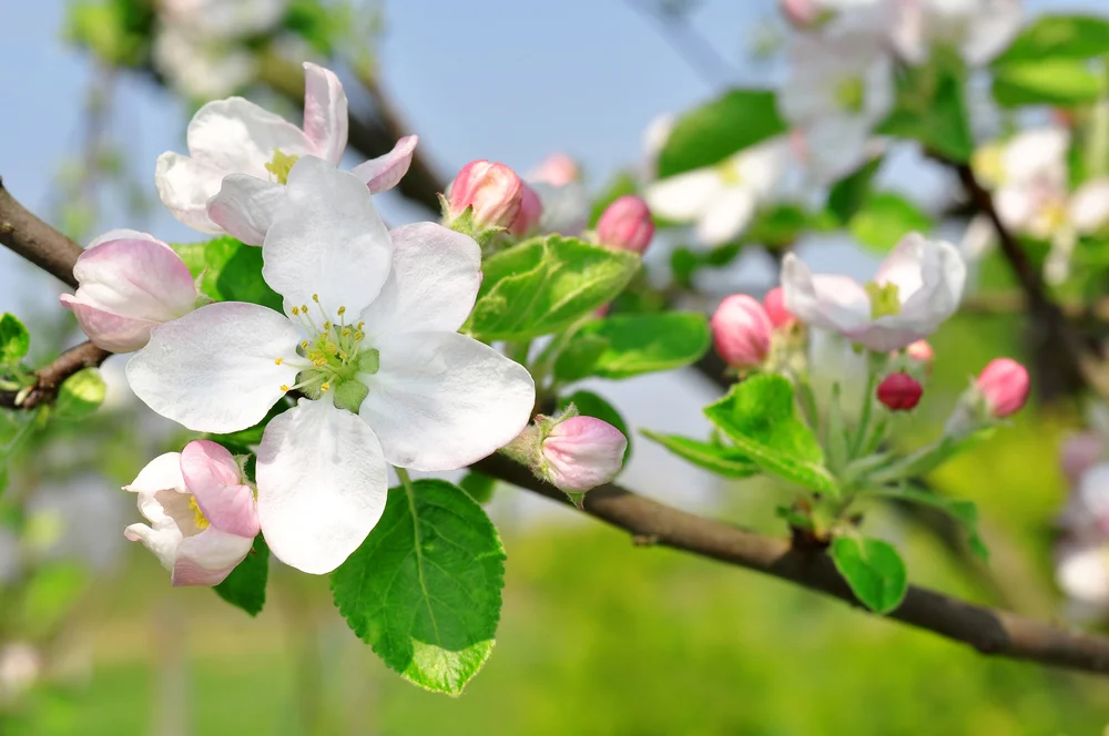 What is the state flower of Arkansas apple blossom