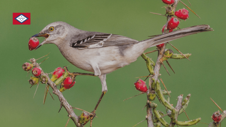 What is the state bird of Arkansas?