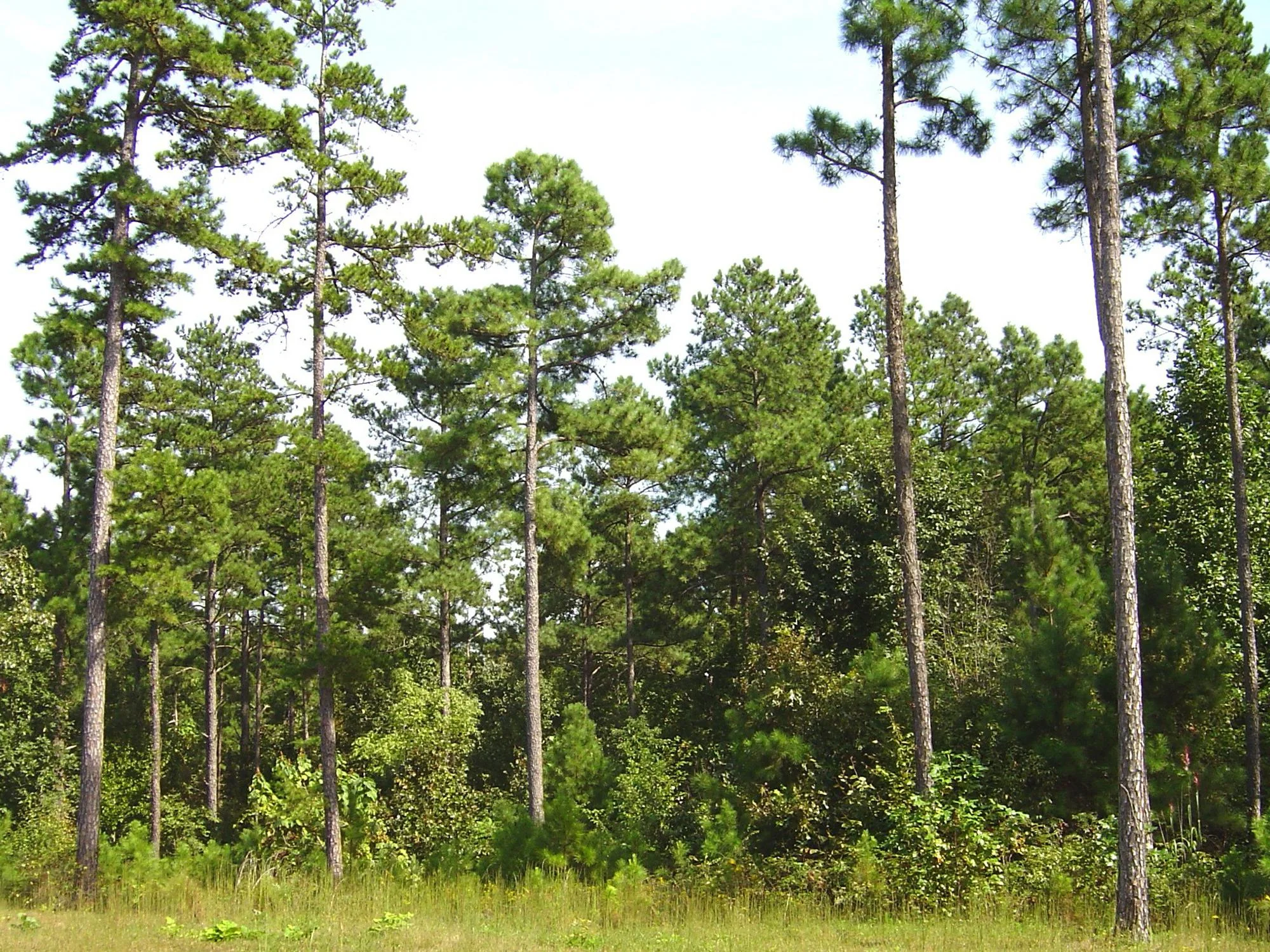 What is the state tree of Arkansas?
